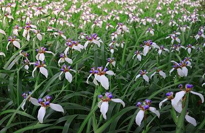 世嘉宣布：《女神异闻录5》系列游戏销量超900万